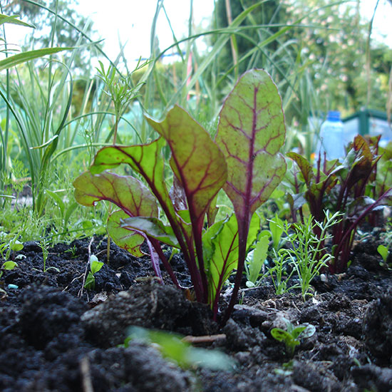 moestuin