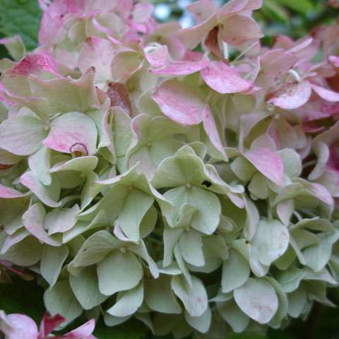 hortensia, hydrangia